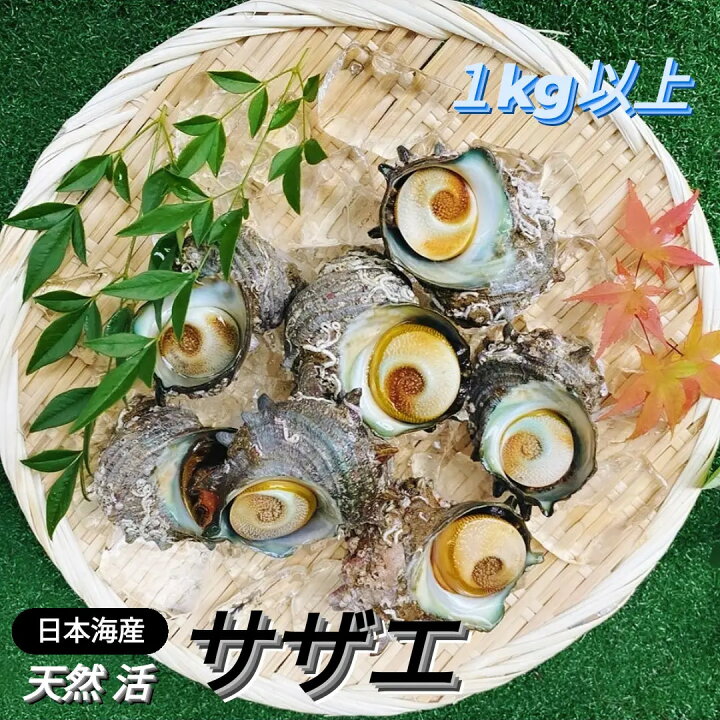 サザエ 天然活さざえ 1kg qバーベキュー お中元 お刺身 ギフト 壺焼き 日本海 海の幸 約10個前後 鳥取県 注目 1kg
