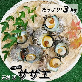 サザエ さざえ 天然 活 3kg 以上 15個〜39個入 BBQ バーベキュー 海鮮 活サザエ 大量 業務用 新鮮 栄螺 貝 グルメ 肝が旨い 刺身 浜焼き つぼ焼き 壺焼き 壷焼き 肴 アテ 誕生日 敬老の日 プレゼント 贈答品 お祝い クール便 お中元 楽天最安値挑戦