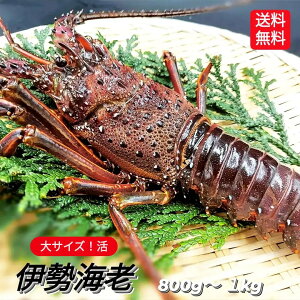 伊勢海老 1kgの人気商品 通販 価格比較 価格 Com