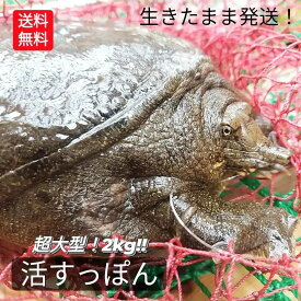 ＼予約／ 生 天然すっぽん 活すっぽん スッポン 鼈 活 2kg 生体 姿 亀 カメ 生きたまま発送 国産 天然 すっぽん 養殖じゃない 特大 超大型 大型 最高級品 希少品 活け 未冷凍 7～8人前 以上 1匹丸ごと 姿 新鮮 すっぽん料理 すっぽん鍋 コラーゲン 滋養強壮 説明書付き