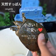 ＼予約／ 生 活すっぽん 天然すっぽん 活 スッポン すっぽん 鼈 150g前後〜 299g 以下 生体 姿 亀 カメ …