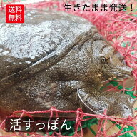 ＼予約／ 生 活すっぽん 天然すっぽん 活 スッポン すっぽん 鼈 300g 台 生体 姿 亀 カメ 生きたまま発送…