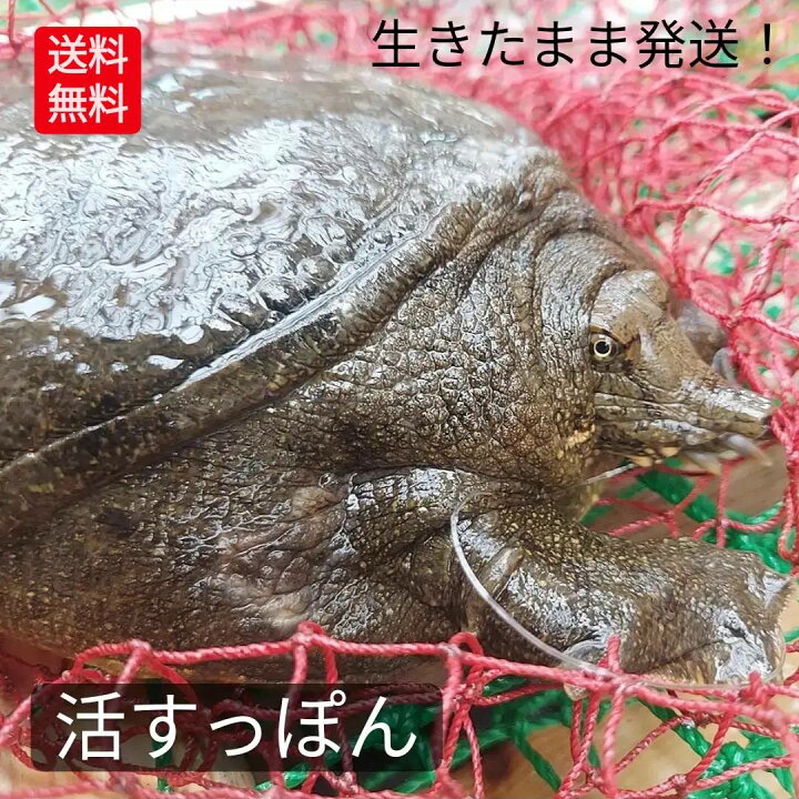 楽天市場 生 すっぽん 活すっぽん スッポン 鼈 活 1kg 以上 生体 亀 カメ 生きたまま発送 国産 天然 大サイズ 大型 大ぶり 養殖じゃない 最高級 希少品 活け 未冷凍 4 5人前 1匹 新鮮 すっぽん鍋 スープ だし スタミナ コラーゲン 滋養強壮 簡易取説付