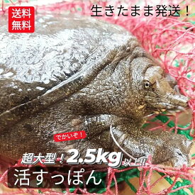 【予約】 生 天然すっぽん 活すっぽん スッポン 鼈 活 2.5kg 以上 生体 亀 カメ 生きたまま発送 国産 天然 すっぽん 特大 超大型 大ぶり 最高級品 希少品 未冷凍 10人前 以上 1匹丸ごと 姿 すっぽん料理 すっぽん鍋 出汁 コラーゲン 滋養強壮 説明書付 ＼入荷次第の発送／