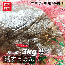 【予約】 生 天然すっぽん 活すっぽん スッポン 鼈 活 3kg 以上 生体 亀 カメ 生きたまま発送 国産 天然 すっぽん 養殖じゃない 特大 超大型 最高級品 希少品 未冷凍 10人前 〜 1匹丸ごと すっぽん料理 すっぽん鍋 コラーゲン 滋養強壮 説明書付 ＼入荷次第の発送／