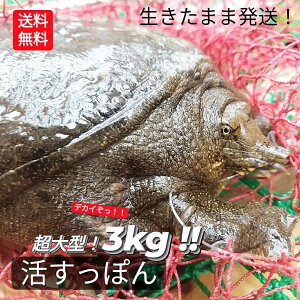 y\z  VRۂ ۂ Xb|   3kg ȏ  T J ܂ܔ Y VR ۂ {BȂ  ^ ōi 󏭕i Ⓚ 10lO ` 1Cۂ 