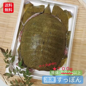 ＼予約／ すっぽん スッポン 捌き 鼈 選べる 冷蔵 冷凍 700g 以上 捌き済み 解体 下処理済み 説明書付き すっぽん料理 すっぽん鍋 スッポン鍋 亀 カメ 国産 天然 養殖じゃない 最高級 希少品 3〜4人前 1匹 1本釣り 新鮮 コラーゲン 滋養強壮 送料込 ＼入荷次第の発送／
