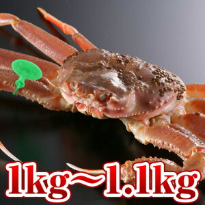 yzԐlKj 1kg`1.1kg [1111`1130^115`321͂]ԐlKji①j