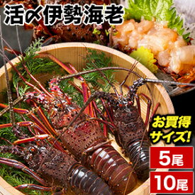 5尾 or 10尾 活〆伊勢海老 小さいサイズ お刺身OK 伊勢海老 いせえび イセエビ 伊勢えび 海老 伊勢エビ 生エビ 満足良品館 送料無料