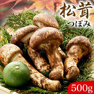 500g VR(ڂ) 2 ܂ }c^P  ݂ ̂ z Ⓚ yY j v[g Mtg  Ǖi 