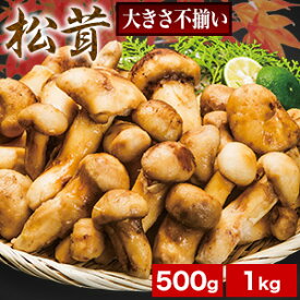 500g or 1kg 天然松茸(大きさ不揃い) まつたけ マツタケ 松茸ご飯 炊き込みご飯 きのこ お吸い物 冷凍 お土産 お祝い プレゼント ギフト おすすめ 満足良品館 送料無料