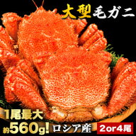【お値引きクーポン配布中】2尾約1.2kg 4尾約2.4kg 大型毛ガニ (ボイル済) 毛蟹 毛がに カニ味噌 蟹ミソ …