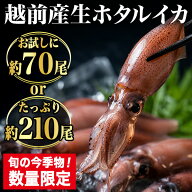 500g (約70尾前後) 1kg+500g (約210尾前後) 越前産 生ホタルイカ 生食可 生ホタルイカ 生ほたるいか ホタ…