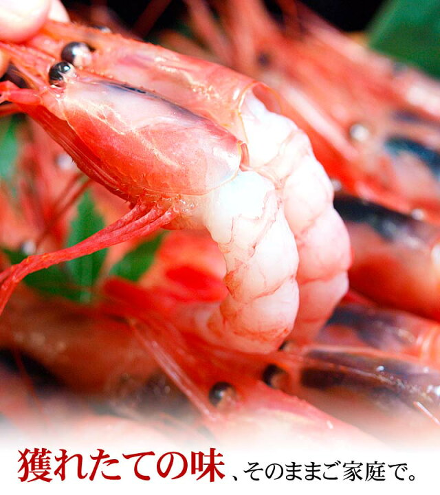楽天市場 ナンバンエビ 甘エビ冷凍 2lサイズ 1kg 50尾前後入り 甘海老のプリップリの食感とトロける甘み 蝦 味噌も絶品 お刺身 お寿司で食べられる甘えび なんばんえび 南蛮海老 北海道の海鮮お取り寄せ かに太郎
