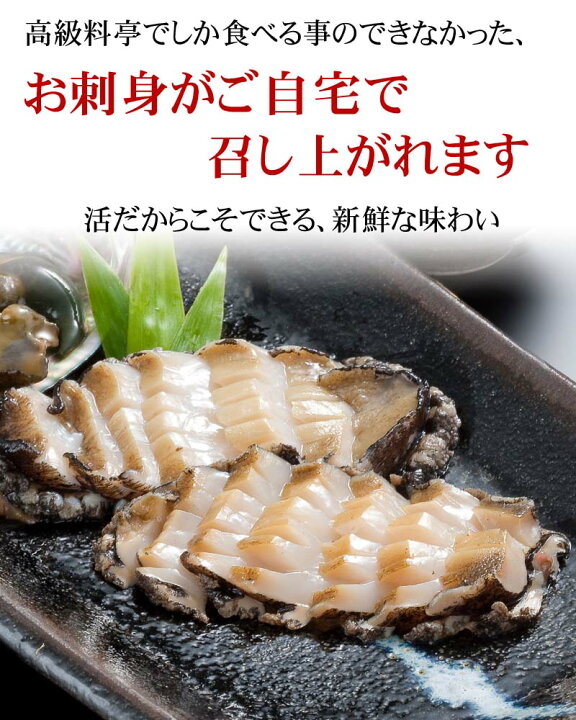 楽天市場 北海道 活蝦夷あわび 3個入りで合計300ｇ前後 アワビが活きたままで届きます 活あわびだからこそお刺身 肝醤油 肝刺し 水貝 煮物 鉄板で あわびステーキで食べられます Awabi 貝 アワビ 北海道の海鮮お取り寄せ かに太郎