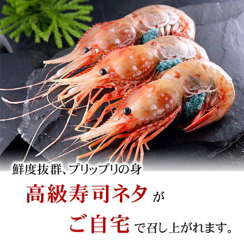 楽天市場 子持ち ぼたんえび Mサイズ 500g 8 13尾入り 卵入り ボタンエビ ギュッと締まった身の甘みと 海老味噌も絶品 お刺身 お寿司用の ぼたん海老 蝦通販北海道グルメ食品 魚介類 北海道の海鮮お取り寄せ かに太郎