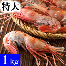 特大子持ち ぼたんえび　2Lサイズ　1kg(12～16尾入)　ボタンエビ特大サイズ、卵入り。ギュッと締まった身の甘みと、海老味噌も絶品。お刺身用、お寿司用のぼたん海老(ギフト食品)　えび