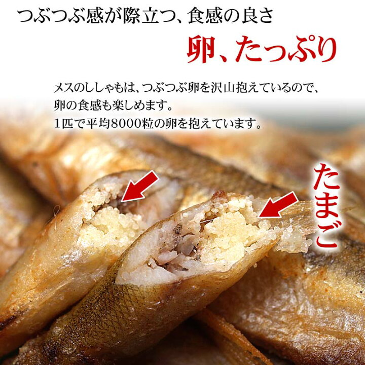 楽天市場 子持ち本シシャモ メス 30尾入り 中サイズ 北海道鵡川 広尾 厚賀 釧路産ししゃもです 脂のりも良く ご飯のおかずに最適な干物柳葉魚 干し魚 ぷちぷち卵の食感も味わえます 魚介類 シシャモ 子持ち ギフト 北海道の海鮮お取り寄せ かに太郎