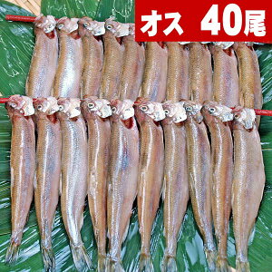 VV@IX@40(Y@TCY)ƓVŊkCEELEHYB̂ǂAт̂Â܂݂ɍœKȊtABkC