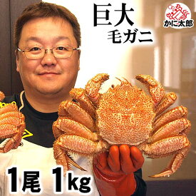 超特大な毛蟹　1kg　1尾入り ボイル冷凍 北海道産の巨大毛ガニです。毛がにの醍醐味でもあるカニ味噌とかに身と絡めてお召し上がりください。蟹みそ かに通販 カニお取り寄せ ギフト お歳暮