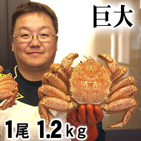 巨大な毛蟹　1.2kg　1尾入り ボイル冷凍 北海道産の毛ガニです。毛がにの醍醐味でもあるカニ味噌とかに身と絡めてお召し上がりください。蟹みそ かに通販 カニお取り寄せ ギフト