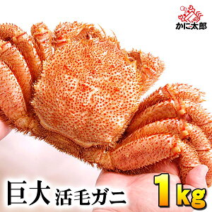 (巨大サイズ) 北海道産 活毛蟹 1kg前後 特大毛ガニの美味しさを味わうなら、未冷凍(冷蔵) 活け活カニ 毛がに 醍醐味でもあるカニ味噌 活毛がに かにのお刺身 毛蟹 通販 北海道 グルメ