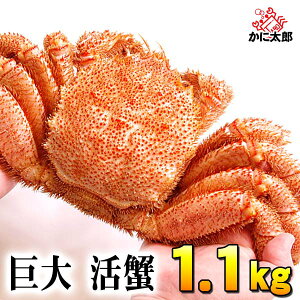 (TCY) kCY@ъI@1.1kgO@уKj̔𖡂키ȂAⓀi①j Jj т 햡łJjX т ɂ̂hg ъI ʔ kC O