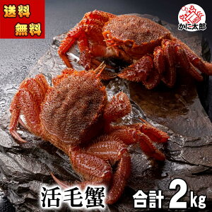(送料無料) 北海道産 活毛ガニ 合計2kg前後(2〜4尾入り) カニ味噌とかに足を和えると甘み濃厚 活け毛がに 冷蔵発送 ボイル・刺身で食べる 活毛蟹 お取り寄せ かに 通販 カニ