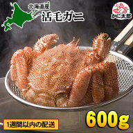 北海道産　活毛ガニ　600g前後 大型　毛がにの美味しさを味わうなら、未冷凍（冷蔵） 活け活蟹 茹でたて …