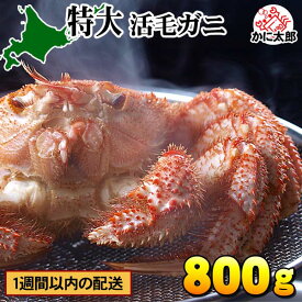特大 活毛ガニ 北海道産 800g前後 毛蟹 未冷凍 冷蔵 活き毛蟹 茹でたて 毛がに カニ味噌 甲羅盛り 蟹みそ 活毛蟹 活き毛ガニ お刺身 毛ガニ 蟹味噌 かに カニ 蟹 北海道 海鮮 グルメ 通販 お取り寄せ ギフト 父の日