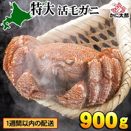 (特大サイズ) 北海道産　活毛蟹　900g前後　毛ガニの美味しさを味わうなら、未冷凍（冷蔵） 活け活蟹 茹…