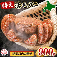 特大 活毛ガニ 北海道産 900g前後 毛蟹 未冷凍 冷蔵 活き毛蟹 茹でたて 毛がに カニ味噌 甲羅盛り 蟹みそ…