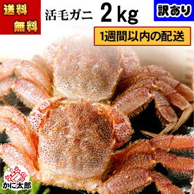 (送料無料) 北海道産訳あり　活毛蟹　3～5尾入りで合計2kg前後(大きさそれぞれ異なります) わけあり品でお得 足折れ 毛がに 未冷凍(冷蔵)で新鮮な活け毛ガニの旨味をお届け かに味噌 カニ お刺身