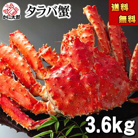 (送料無料) 特大タラバガニ　たらばがに 姿　3.6kg前後　特大　ボイル冷凍(北海道・ロシア原料)　巨大たらば蟹 贈答用 カニ姿 かに飯 焼きガニも美味しい 身の入りいい かに足 カニ 通販 かに 北海道 グルメ 食品 魚介類・ カニ タラバガニ 冷凍 ギフト