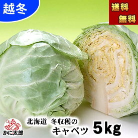 (送料無料) 北海道 冬野菜 和寒産 越冬雪の下キャベツ 合計5kg(2〜4玉入り) 北海道産の真冬に食べる 雪の下キャベツ イチゴより甘い キャベツ 糖度10度の葉物野菜 千切り、ロールキャベツ サラダ スープにご利用ください 野菜・きのこ キャベツ