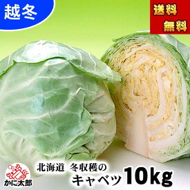 (送料無料) 北海道 冬野菜 和寒産 越冬キャベツ 合計10kg(4〜7玉入り) 北海道産の真冬に食べる キャベツ イチゴより甘い 雪下キャベツ 糖度10度の葉物野菜 千切り、ロールキャベツ サラダ スープにご利用ください 野菜・きのこ キャベツ