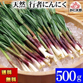 (送料無料) 北海道春野菜 天然 行者にんにく　500g前後　旬の北海道産春野菜、行者ニンニクを産地直送。ギョウジャニンニクはアイヌネギ、ヒトビロ、キトビロとも呼ばれます。餃子の具や醤油漬けで保存も出来ます。北海道グルメ食品 野菜・きのこ 春野菜 山菜