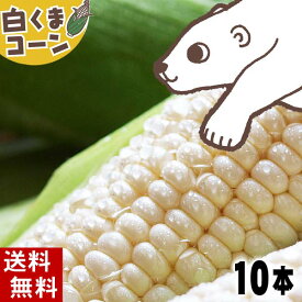 (送料無料)白いとうもろこし　旭山動物園白くまコーン　白いトウモロコシが10本入り(北海道スイートコーン ピュアホワイト・ホワイトレディー)生とうきび/生なんば朝採りの珍しい野菜、ホワイトコーン