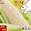 (送料無料) 白い とうもろこし　旭山動物園白くまコーン　白い トウモロコシ (北海道 スイートコーン ピュアホワイト…