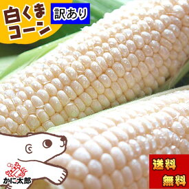 2026年先行予約 (送料無料) 訳あり　北海道産 白い とうもろこし　旭山動物園白くまコーン　10〜12本入り(北海道スイートコーン ピュアホワイト・ホワイトレディー)　フルーツのような白いトウモロコシ、生でも食べられます。産地直送のホワイトコーン