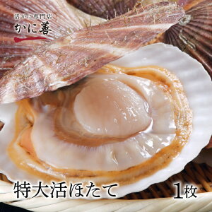 Mtg ق   kCY 嗱 z^e (1) TCY kt ①  ÂՂ̊L hg Mtg j Ԃ Ⓚ ̓ ̓ ̂ݑ550~ NNnw