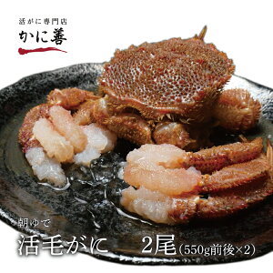 送料無料 毛カニ 毛ガニ セット 活毛ガニ 2尾 (550g前後×2) 北海道産 冷蔵 ボイル対応 毛蟹 毛がに 活カニ 活蟹 刺身 ギフト 内祝い お返し 未冷凍 母の日 父の日 沖縄のみ送料550円増 年末年始