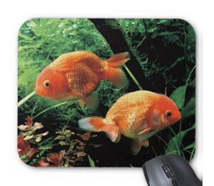 2C̉j񂿂イ̃}EXpbhFtHgpbhi V[Y j