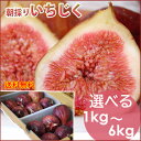 大阪河南産朝採りいちじく農家直売 厳選 選べる1kg～6kg (1kg/2kg/3kg/4kg/6kg) 箱入り 大阪府河南町産 生いちじく 農…
