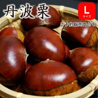 ※予約商品※ 2026年産 生栗 丹波栗 Lサイズ 1kg×2袋 丹波篠山