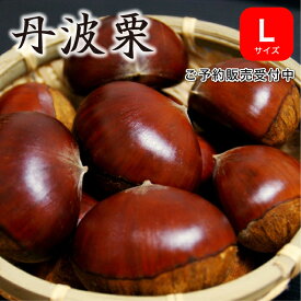 ※予約商品※ 2026年産 生栗 丹波栗 Lサイズ 1kg 丹波篠山