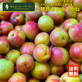露茜（つゆあかね） 冷凍 AB混合 梅とすももの交配種 1kg 和歌山県産 観音山フルーツガーデン 送料無料