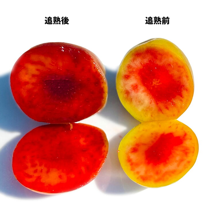 楽天市場】露茜（つゆあかね） AB混合 梅とすももの交配種 2kg 和歌山 