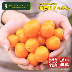 キンカン 樹上完熟金柑 たまっちゅ 大小混合 訳あり品 1kg 和歌山 観音山フルーツガーデン 送料無料