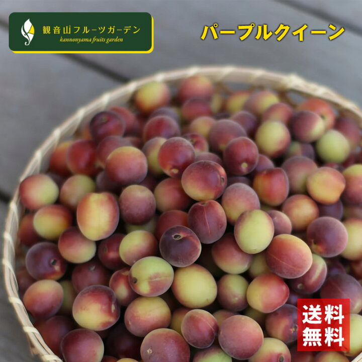 楽天市場】幻の赤い梅 和歌山県産 パープルクィーン 5kg 観音山 